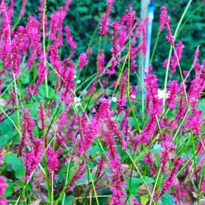 Persicaria speciosa ---